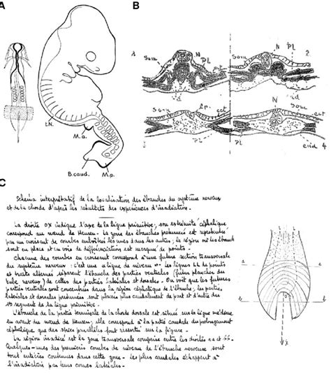 Illustrations from Hensen's node X irradiation experiments by Wolff.... | Download Scientific ...