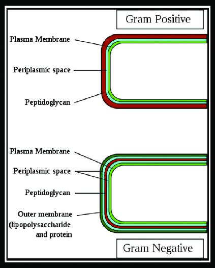 Structure of bacterial cell envelope | Download Scientific Diagram