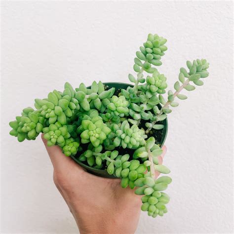 Sedum Succulent (Burros Tail)* | Plant Swag Shop | Reviews on Judge.me