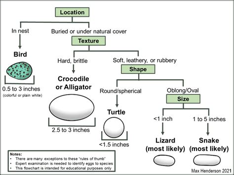 Snake Eggs - What You Need to Know [and Do] - Reptile.Guide