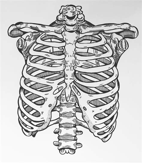 Skeleton Rib Cage Template Printable