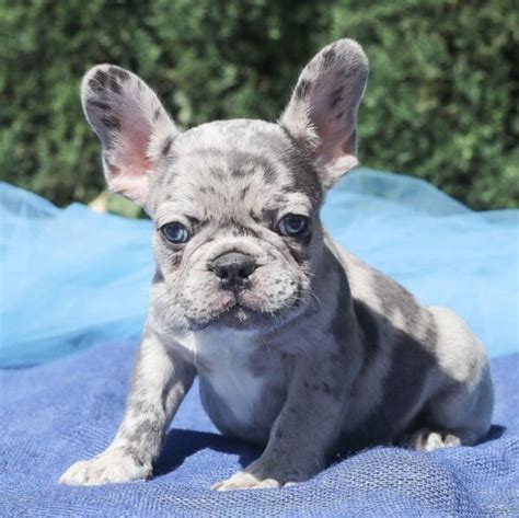 miniature blue french bulldog puppies for sale/blue frenchie for sale