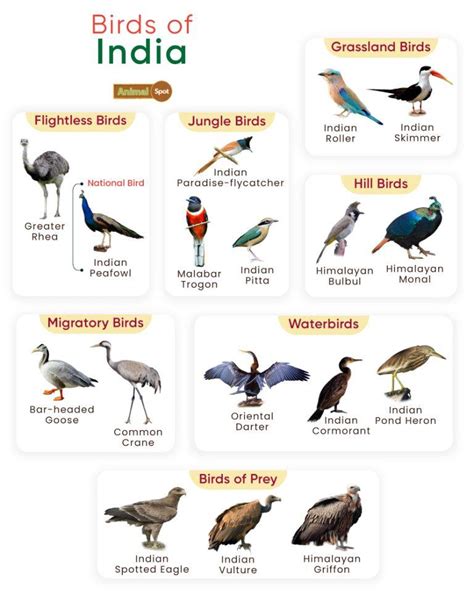 List of Birds Found in India with Pictures