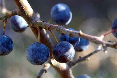 Marmaduke Scarlet: chicken with sloe gin and juniper berries