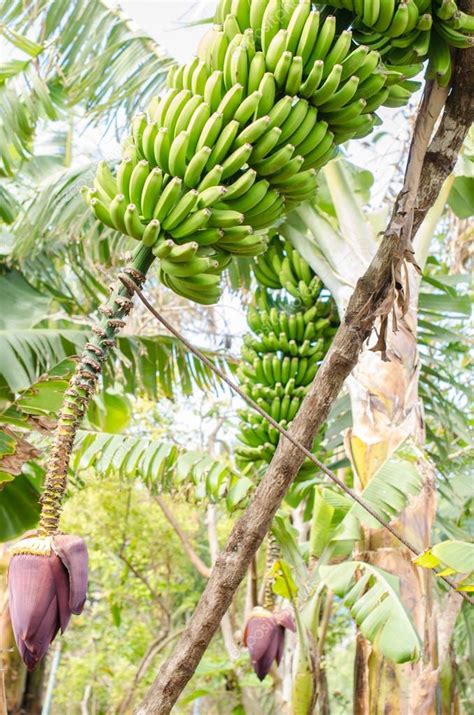 Banana tree with a bunch of bananas. Stock Photo by ©acongar 67076165