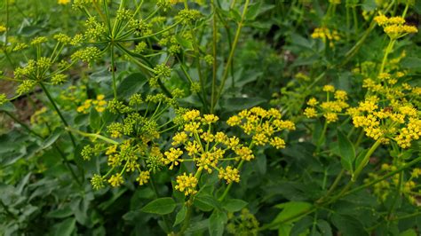 Tips for seeding native wildflowers – Central Kansas Lawn & Garden Blog