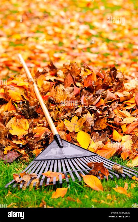 Pile of fall leaves with fan rake on lawn Stock Photo - Alamy