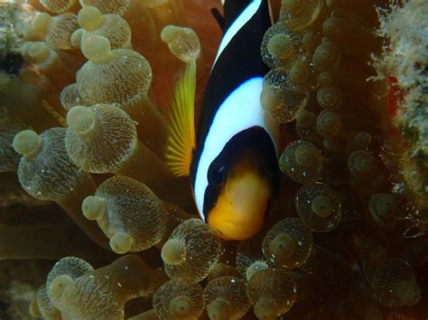 Research Reveals Origins of Clownfish-Hosting Sea Anemones | AMNH