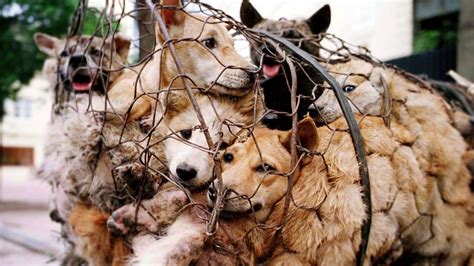 Petition · Stop Animal Cruelty and Abuse in China - Hong Kong SAR China ...