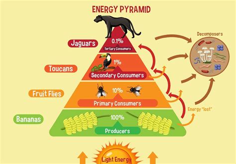 Diagram showing energy pyramid for education 2351887 Vector Art at Vecteezy