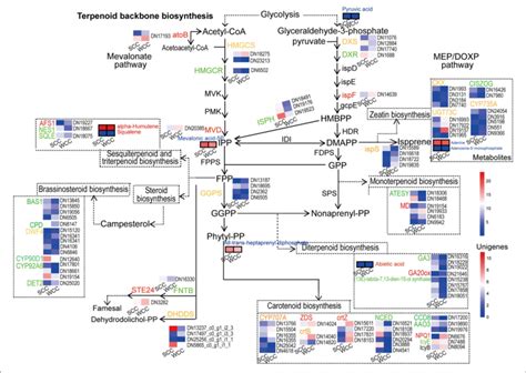 | Metabolic pathway map of terpenoid-related biosynthesis pathways. SCC ...