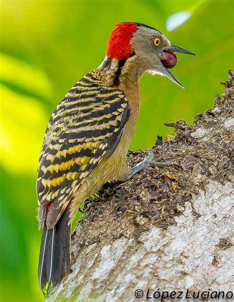 Dominican Republic - Caribbean Birding Trail