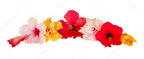 Hibiscus flower border — Stock Photo © Neirfys #8704230