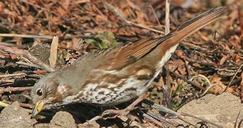 Fox Sparrow identification in Monterey County