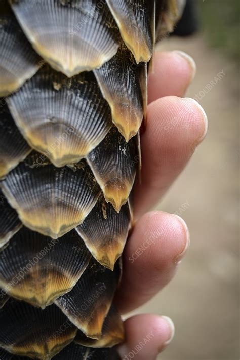 Pangolin scales - Stock Image - C052/8764 - Science Photo Library