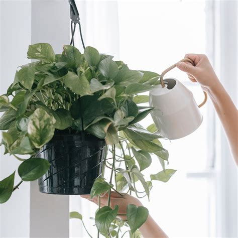 Common Reasons Why Your Plants Keep Dying – Cheeky Plant Co.