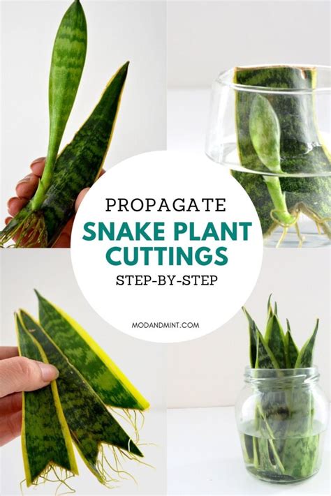 Sansevieria Snake Plant Propagation Tips