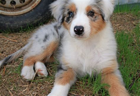 Top 10 Australian Shepherd Mix Breeds - Dogmal.com