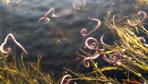 Minuscules vers rouges dans l'eau