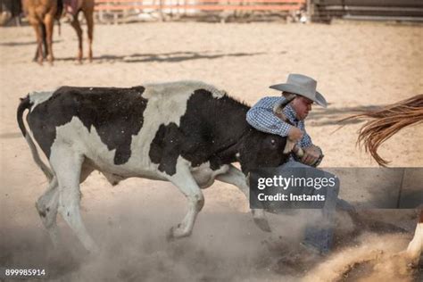 1,651 Steer Wrestling Stock Photos, High-Res Pictures, and Images - Getty Images