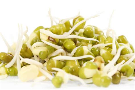 Soybean Sprouts vs Mung Bean Sprouts - Miss Vickie