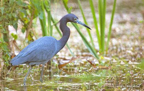 Little Blue Heron (Egretta caerulea) - Peru Aves