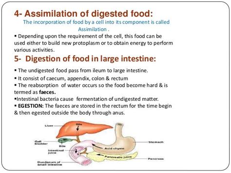 Digestive System