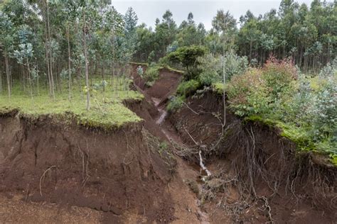 Reforestation projects aim to reverse soil erosion in Ethiopia - The ...