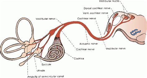 The Acoustic (Vestibulocochlear) Nerve | Neupsy Key