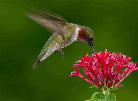 Ruby Throated Hummingbird Male