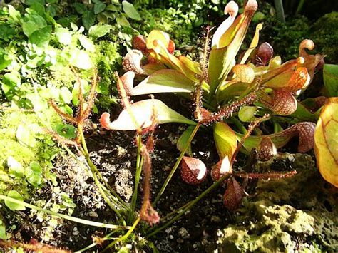 Carnivorous plants, How to Grow and Care for Carnivorous Insectivores - Garden Helper, Gardening ...