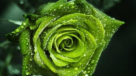 🔥 Download Green Rose Wallpaper by @dawnj | Green Rose Wallpapers ...