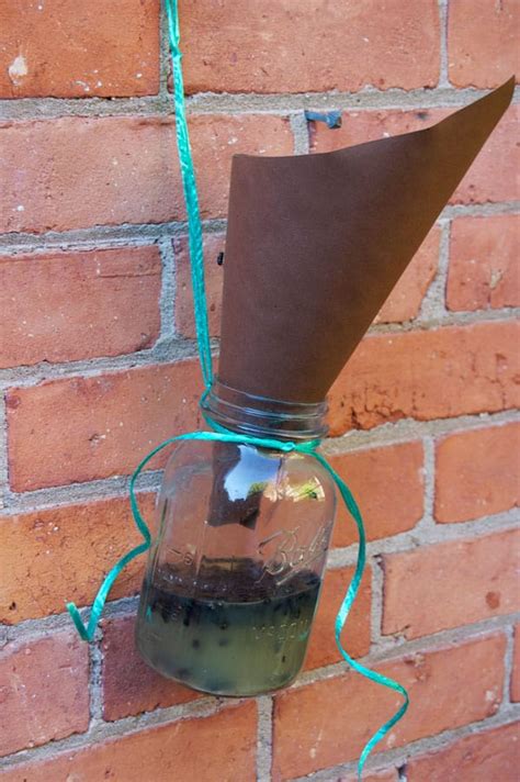 The Best Homemade Fly Trap for Outdoor