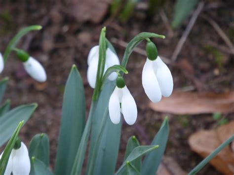 Wild and Wonderful: Signs of Spring ... Snowdrops in Suffolk