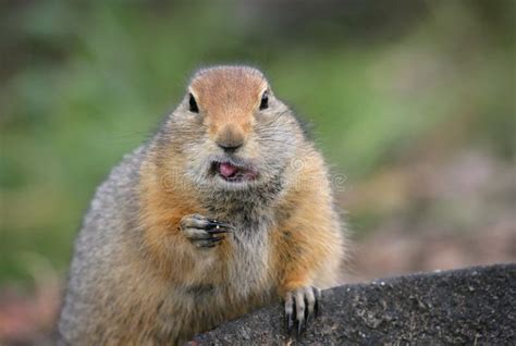 Funny northern gopher stock photo. Image of food, satisfied - 4620630