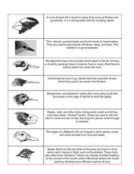 Beak Lab - Adaptations, ecosystems, habitat | Habitats, Nature ...