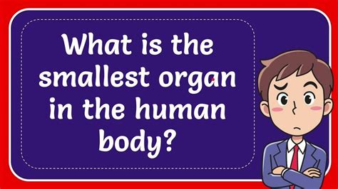 What is the smallest organ in the human body? Answer - YouTube