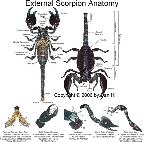 The Scorpion Files - Content