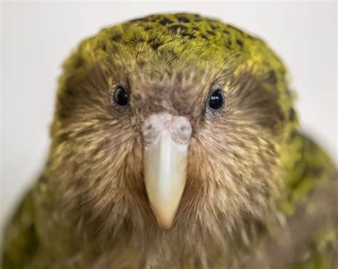 Bird of the year: Where to see kākāpō in New Zealand - NZ Herald