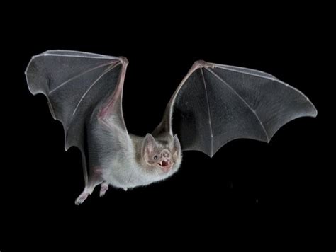 Knowledge of Animals: Vampire bats