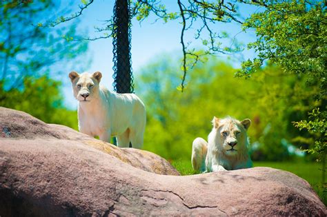 Lev Mládě Toronto Zoo - Fotografie zdarma na Pixabay - Pixabay