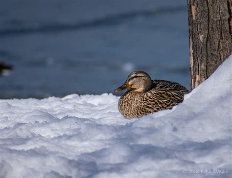 Green Bay Wildlife Sanctuary on Behance