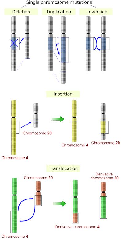 Chromosomal Disorders in Humans: Structural changes, Changes in Chromosome Number