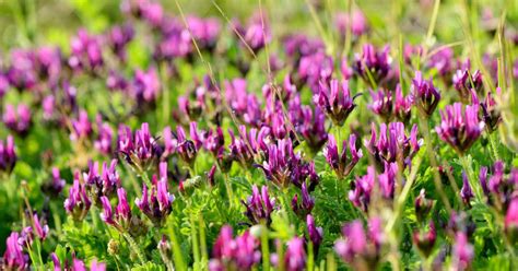 Astragalus (Huáng Qí): Benefits, Side Effects and Dosage