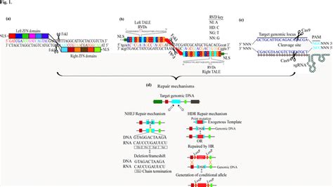 Schematic representation of gene editing tools. a Zinc finger nucleases... | Download Scientific ...