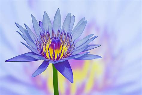 Lotus Flower Logo After Effects | Best Flower Site