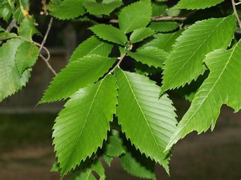 American elm | The Morton Arboretum