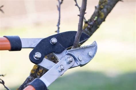 Trimming A Weeping Cherry Tree - Gardening Dream