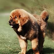 tibetan_mastiff_training - Pets Training and Boarding