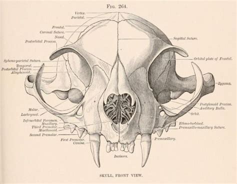 Biomedical Ephemera, or: A Frog for Your Boils | Cat skull, Cat anatomy, Anatomy art